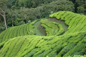 kausani-tea-garden-