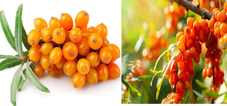 sea buckthorn