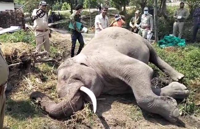 हाथी की मौत