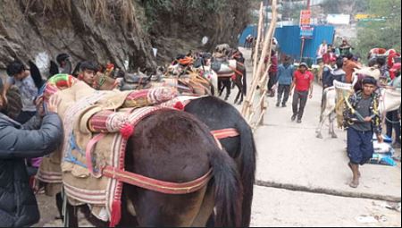 घोड़े खच्चरों की मौत