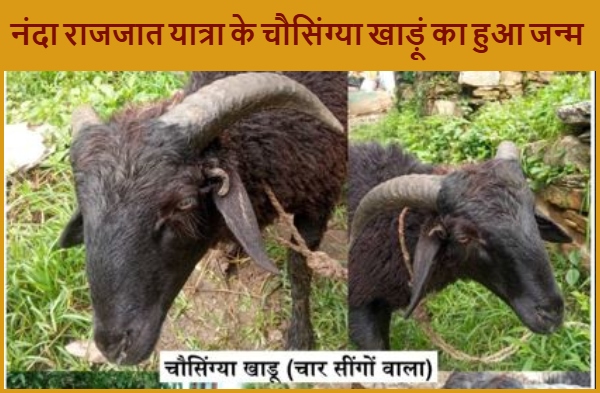 चौसिंग्या खाड़ू का हुआ जन्म