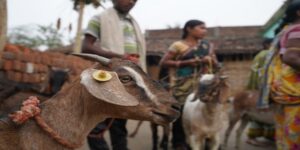इस तहसील क्षेत्र में अतिवृष्टि से बही कई बकरियां