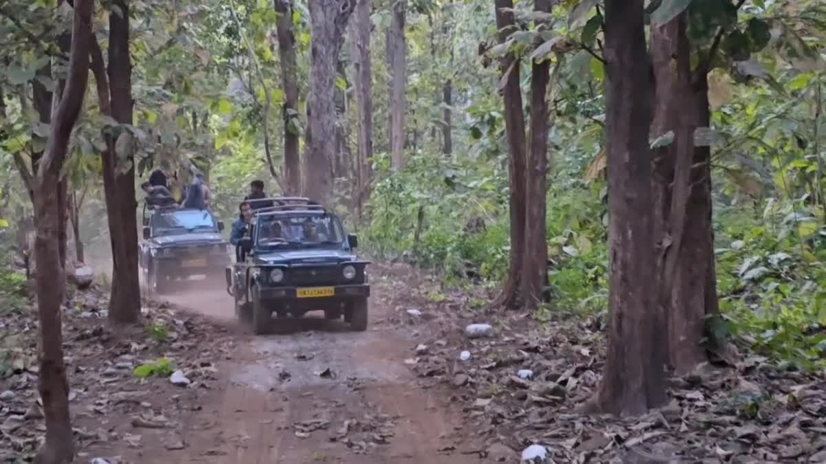सफारी