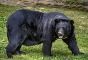 Uttarakhand: पहाड़ों में बढ़ता वन्यजीव-मानव संघर्ष: गुलदार और भालू के हमलों से दहशत