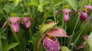 Uttarakhand: फूलों की घाटी आज से पर्यटकों के लिए बंद, इस वर्ष घटी पर्यटकों की संख्या