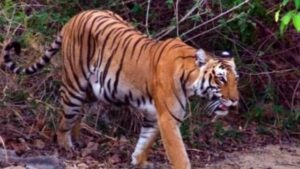 Uttarakhand:उत्तराखंड सरकार उठाएगी वन्यजीव हमलों में घायलों के उपचार का पूरा खर्च