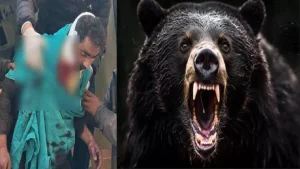 Uttarakhand: टिहरी में भालुओं का हमला, युवक गंभीर रूप से घायल