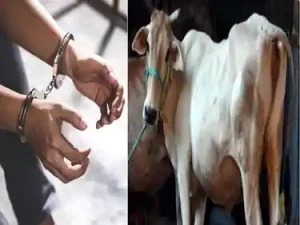 Uttarakhand: हरिद्वार में गौकशी के खिलाफ बड़ी कार्रवाई, दो आरोपी रंगे हाथ गिरफ्तार, 144 किलो प्रतिबंधित मांस बरामद