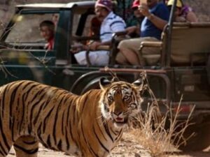 Nainital: कॉर्बेट टाइगर रिजर्व में सफारी के दौरान मोबाइल फोन पर पूरी तरह प्रतिबंध