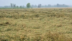 Uttarakhand: बेमौसम बारिश और तेज हवाओं से ऊधम सिंह नगर में फसलें चौपट, किसान चिंतित