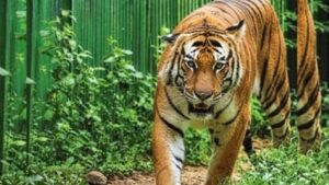 Uttarakhand: कॉर्बेट के बाघों को ओडिशा भेजने की तैयारी, रेस्क्यू सेंटर में शिफ्ट होंगे बाघ
