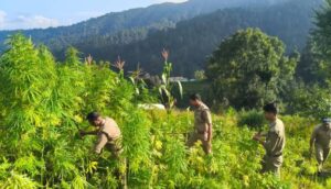 Uttarakhand : भांग की खेती पर पुलिस का कड़ा रुख, जिले में अज्ञात के खिलाफ पहला मामला दर्ज