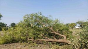 Uttarakhand: ऋषिकेश बाईपास परियोजना से 3,998 पेड़ों पर संकट, वन विभाग ने कटान कम करने की उठाई मांग